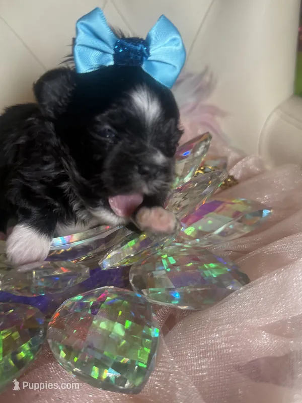 🌹 Teacup Orianna – Maltipoo puppy for sale in New York City, NY