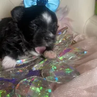🌹 Teacup Orianna, a female Maltipoo for sale in New York City, NY – Photo 5 of 8