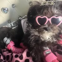 🌹 Teacup Orianna, a female Maltipoo for sale in New York City, NY – Photo 1 of 8