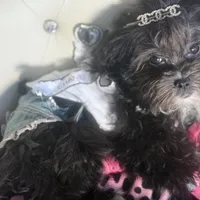 🌹 Teacup Orianna, a female Maltipoo for sale in New York City, NY – Photo 8 of 8