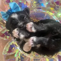 🌹 Teacup Orianna, a female Maltipoo for sale in New York City, NY – Photo 4 of 8