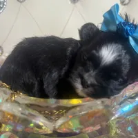 🌹 Teacup Orianna, a female Maltipoo for sale in New York City, NY – Photo 6 of 8