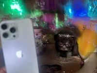 Exotic Nano Ice 🧊 Tea ☕️, a female Pomeranian and Poodle - Toy  for sale in New York City, NY – Photo 2 of 9