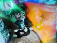 Exotic Nano Ice 🧊 Tea ☕️, a female Pomeranian and Poodle - Toy  for sale in New York City, NY – Photo 9 of 9