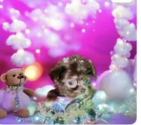 Exotic Nano Ice 🧊 Tea ☕️, a female Pomeranian and Poodle - Toy  for sale in New York City, NY – Photo 1 of 9