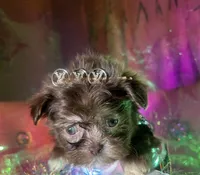 Exotic Nano Ice 🧊 Tea ☕️, a female Pomeranian and Poodle - Toy  for sale in New York City, NY – Photo 3 of 9