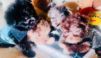 Exotic Nano Ice 🧊 Tea ☕️, a female Pomeranian and Poodle - Toy  for sale in New York City, NY – Photo 7 of 9