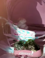 Exotic Nano Ice 🧊 Tea ☕️, a female Pomeranian and Poodle - Toy  for sale in New York City, NY – Photo 6 of 9