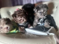 Exotic Nano Ice 🧊 Tea ☕️, a female Pomeranian and Poodle - Toy  for sale in New York City, NY – Photo 8 of 9