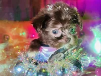 Exotic Nano Ice 🧊 Tea ☕️, a female Pomeranian and Poodle - Toy  for sale in New York City, NY – Photo 4 of 9