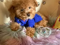 Tiny Tcup Pretty Ricky , a male Poodle - Toy  for sale in New York City, NY – 2 of 3