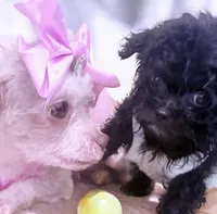  ⭐️ Tcup Sassy Betty Boop , a female Pomapoo for sale in New York City, NY – 5 of 6