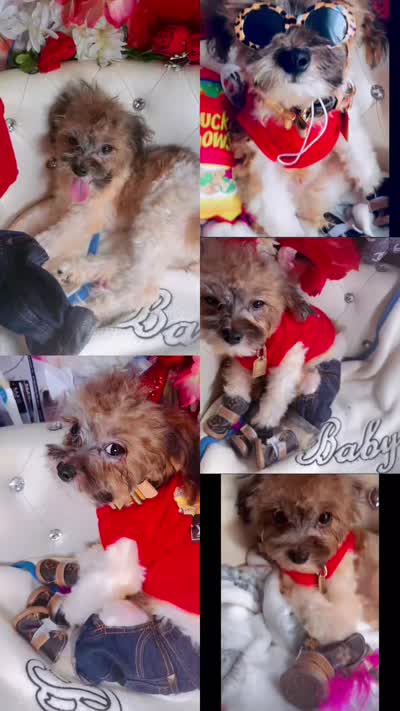🐶 Tcup kitkat  , a male Pomapoo for sale in New York City, NY – 6 of 9