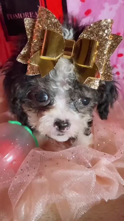 💕 Teacup Micro Cleopatra 🍭, a female Poodle - Toy  for sale in New York City, NY – 2 of 5