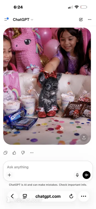 🔥Micro Nano  Mc Flurrie  💐 – Pomapoo puppy for sale in New York City, NY