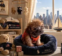 🐾Xs Teacup Puddin Pop , a male Poodle - Toy  for sale in New York City, NY – 3 of 8