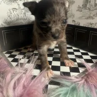 Micro Baby Boi , a male Pomchi for sale in New York City, NY – Photo 4 of 8
