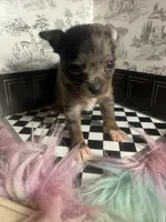 Micro Baby Boi , a male Pomchi for sale in New York City, NY – Photo 4 of 8