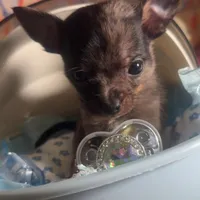 Micro Baby Boi , a male Pomchi for sale in New York City, NY – Photo 8 of 8