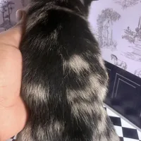 Micro Baby Boi , a male Pomchi for sale in New York City, NY – Photo 2 of 8