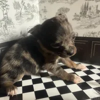 Micro Baby Boi , a male Pomchi for sale in New York City, NY – Photo 5 of 8