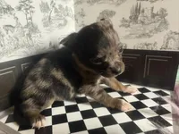 Micro Baby Boi , a male Pomchi for sale in New York City, NY – Photo 5 of 8