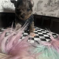 Micro Baby Boi , a male Pomchi for sale in New York City, NY – Photo 3 of 8