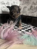Micro Baby Boi , a male Pomchi for sale in New York City, NY – Photo 3 of 8