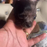 Micro Baby Boi , a male Pomchi for sale in New York City, NY – Photo 6 of 8