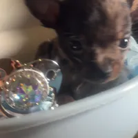 Micro Baby Boi , a male Pomchi for sale in New York City, NY – Photo 1 of 8