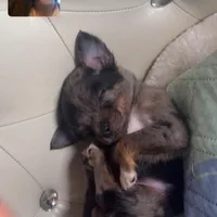 Micro Baby Boi , a male Pomchi for sale in New York City, NY – Photo 7 of 8