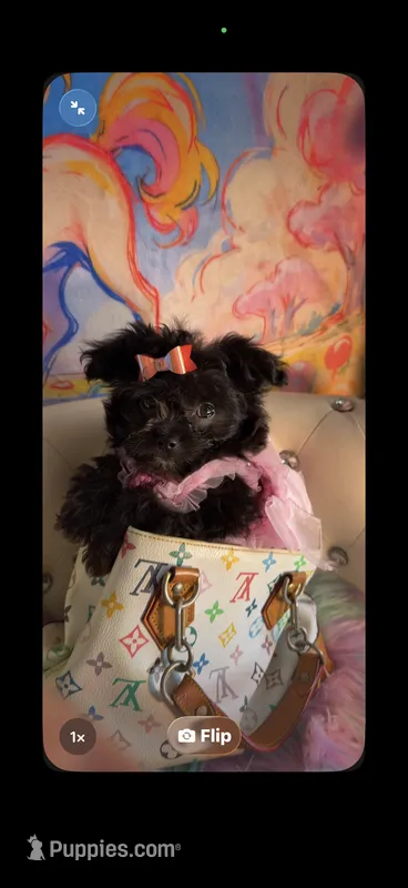  ⭐️ Tcup Sassy Betty Boop  – Pomapoo puppy for sale in New York City, NY