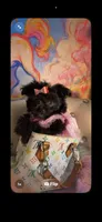  ⭐️ Tcup Sassy Betty Boop , a female Pomapoo for sale in New York City, NY – 1 of 6