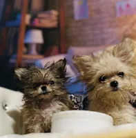 🦄Micro  Mamacita Reserved 💋, a female Pomeranian and Poodle - Toy  for sale in New York City, NY – Photo 4 of 10