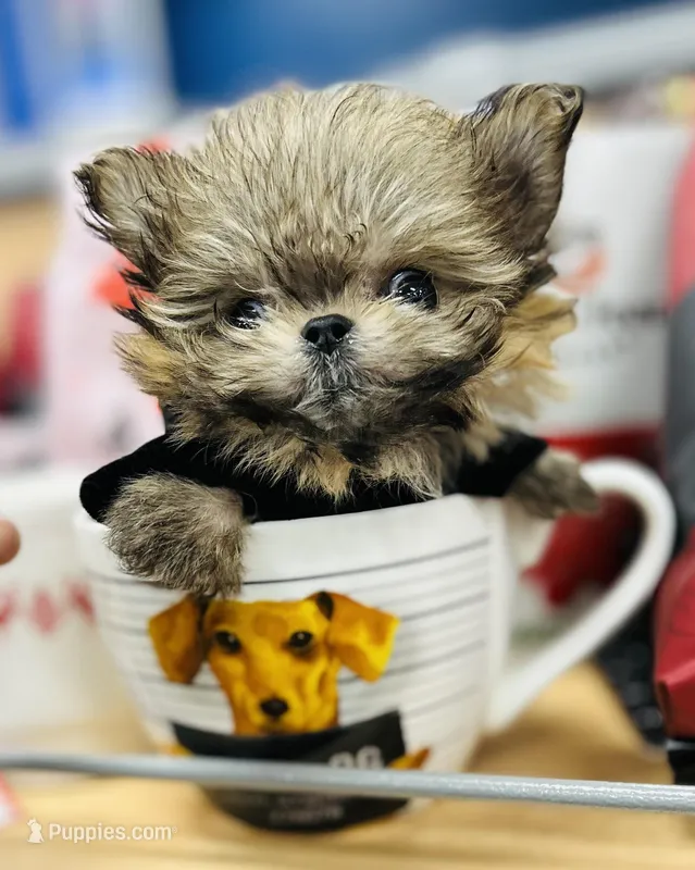 🦄Micro  Mamacita Reserved 💋