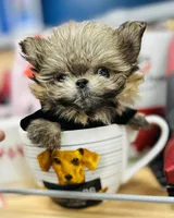 🦄Micro  Mamacita Reserved 💋, a female Pomeranian and Poodle - Toy  for sale in New York City, NY – Photo 1 of 10