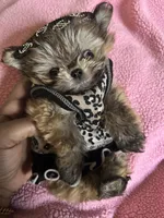 🦄Micro  Mamacita Reserved 💋, a female Pomeranian and Poodle - Toy  for sale in New York City, NY – Photo 6 of 10