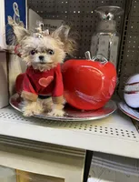 🦄Micro  Mamacita Reserved 💋, a female Pomeranian and Poodle - Toy  for sale in New York City, NY – Photo 9 of 10