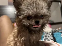 🦄Micro  Mamacita Reserved 💋, a female Pomeranian and Poodle - Toy  for sale in New York City, NY – Photo 7 of 10