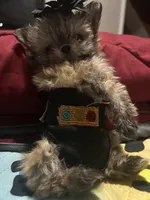 🦄Micro  Mamacita Reserved 💋, a female Pomeranian and Poodle - Toy  for sale in New York City, NY – Photo 8 of 10