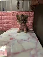🦄Micro  Mamacita Reserved 💋, a female Pomeranian and Poodle - Toy  for sale in New York City, NY – Photo 2 of 10