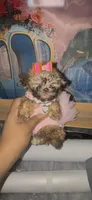 Reserved 4 Ms.Cooper , a female Poodle - Toy  for sale in New York City, NY – 2 of 3