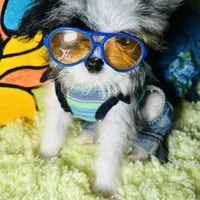 Micro Dom Perignon, a male Pomapoo for sale in New York City, NY – Photo 4 of 5