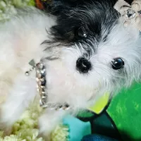 Micro Dom Perignon, a male Pomapoo for sale in New York City, NY – Photo 1 of 5