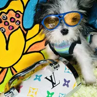 Micro Dom Perignon, a male Pomapoo for sale in New York City, NY – Photo 2 of 5