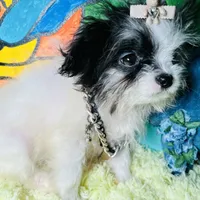 Micro Dom Perignon, a male Pomapoo for sale in New York City, NY – Photo 3 of 5