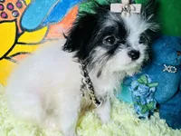 processed/8c20f172-a679-4910-9988-a281b8da09e1/listing/5c791a81-66a7-405b-888c-31a4484b4cea/a703d959-2f20-4f82-9f7b-5298e373116f