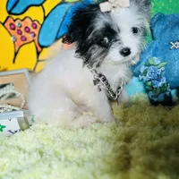 Micro Dom Perignon, a male Pomapoo for sale in New York City, NY – Photo 5 of 5