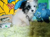 processed/8c20f172-a679-4910-9988-a281b8da09e1/listing/5c791a81-66a7-405b-888c-31a4484b4cea/ba17a866-f716-41e8-953e-01c1872cdcba