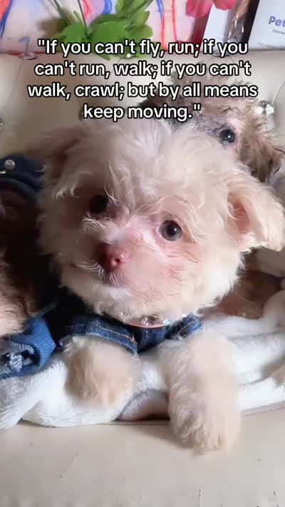 🐾Xs Teacup Puddin Pop , a male Poodle - Toy  for sale in New York City, NY – 8 of 8